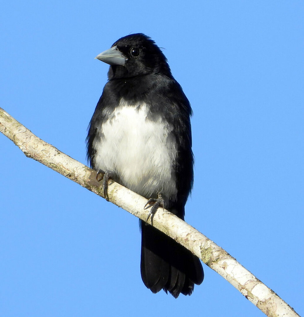 Cone-billed Tanager (Conothraupis mesoleuca) photo