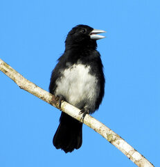 Conothraupis mesoleuca