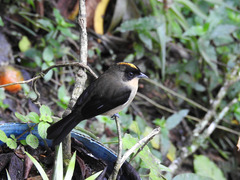 Trichothraupis melanops
