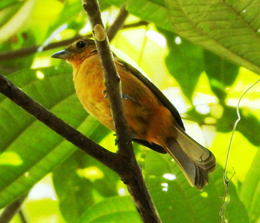 Tangara Crestifuego, Loriotus cristatus