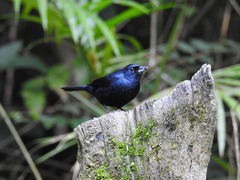 Tachyphonus coronatus