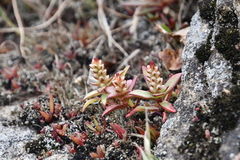 Orostachys maximowiczii