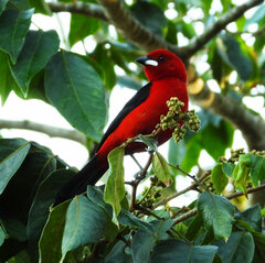 Ramphocelus bresilius