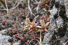 Orostachys maximowiczii
