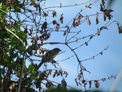 Microspingus cabanisi