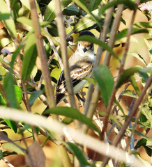 Xenopsaris albinucha