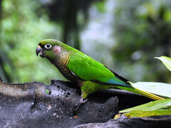 Pyrrhura frontalis