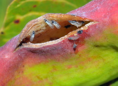 Baizongia pistaciae