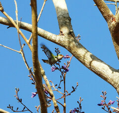 Lophornis gouldii
