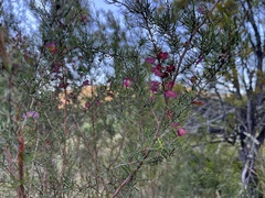 Dodonaea filiformis