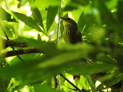 Syndactyla rufosuperciliata