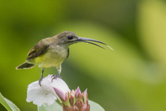 Arachnothera longirostra