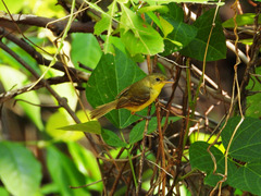 Pseudocolopteryx acutipennis