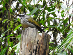 Saltator similis