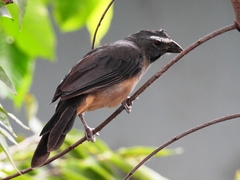 Saltator coerulescens
