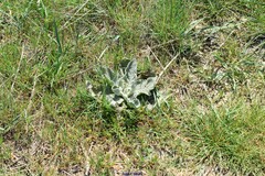 Verbascum pulverulentum
