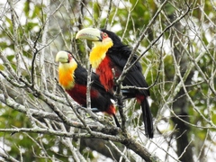 Ramphastos dicolorus