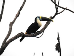 Ramphastos tucanus