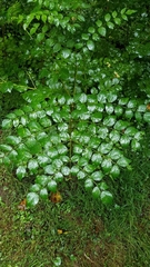Aralia elata