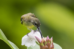 Arachnothera longirostra