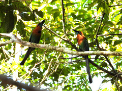 Electron platyrhynchum