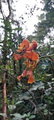 Cyrtochilum serratum