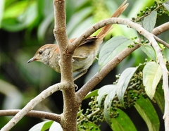 Synallaxis albescens