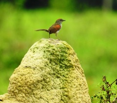 Synallaxis albescens