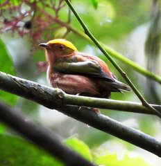 Machaeropterus pyrocephalus