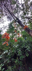Cyrtochilum serratum