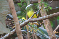 Lepidothrix nattereri