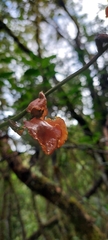 Cyrtochilum serratum