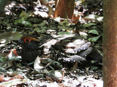 Odontophorus capueira