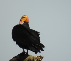Cathartes melambrotus