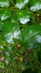 Aralia elata