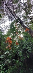 Cyrtochilum serratum