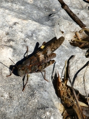 Trimerotropis pallidipennis