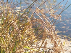 Schoenoplectus tabernaemontani