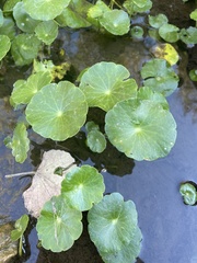 Hydrocotyle verticillata