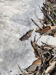 Trimerotropis pallidipennis