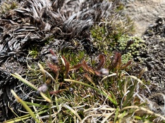 Drosera arcturi