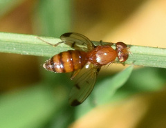 Opomyzidae