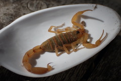 Centruroides exilicauda