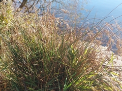 Schoenoplectus tabernaemontani