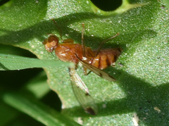 Opomyzidae