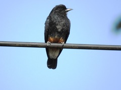 Chelidoptera tenebrosa