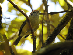 Hylophilus poicilotis