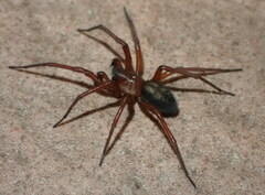 Callobius severus