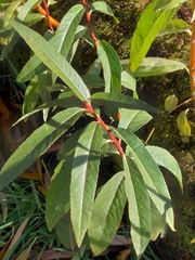 Salix lucida