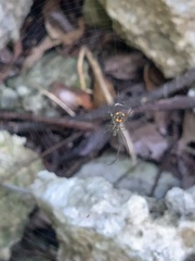 Leucauge regnyi